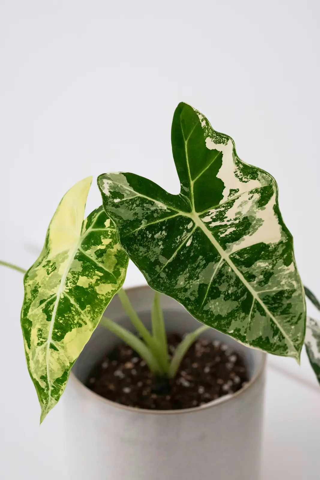 Mastering the Art of Alocasia Care: Secrets to Lush Giant Taro Leaves