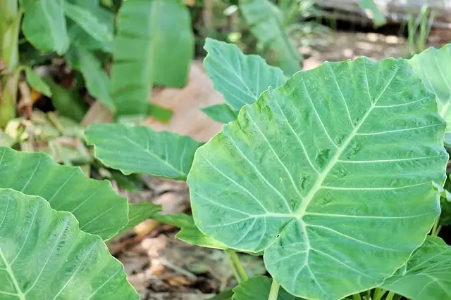 Battling Bugs: How to Keep Your Giant Taro Safe from Pests and Diseases