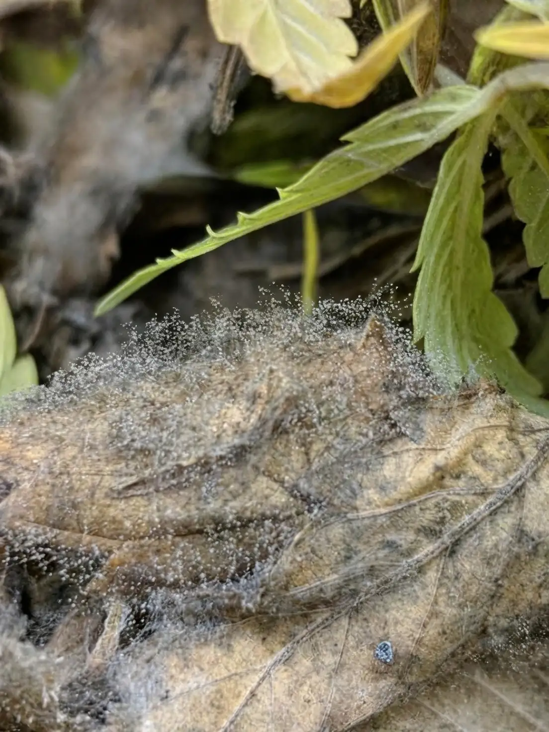 gray mold on plant leaves