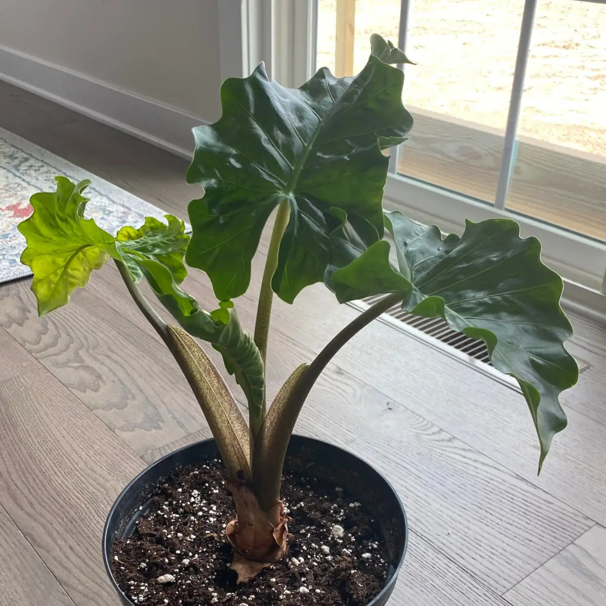 giant taro indoor care setup