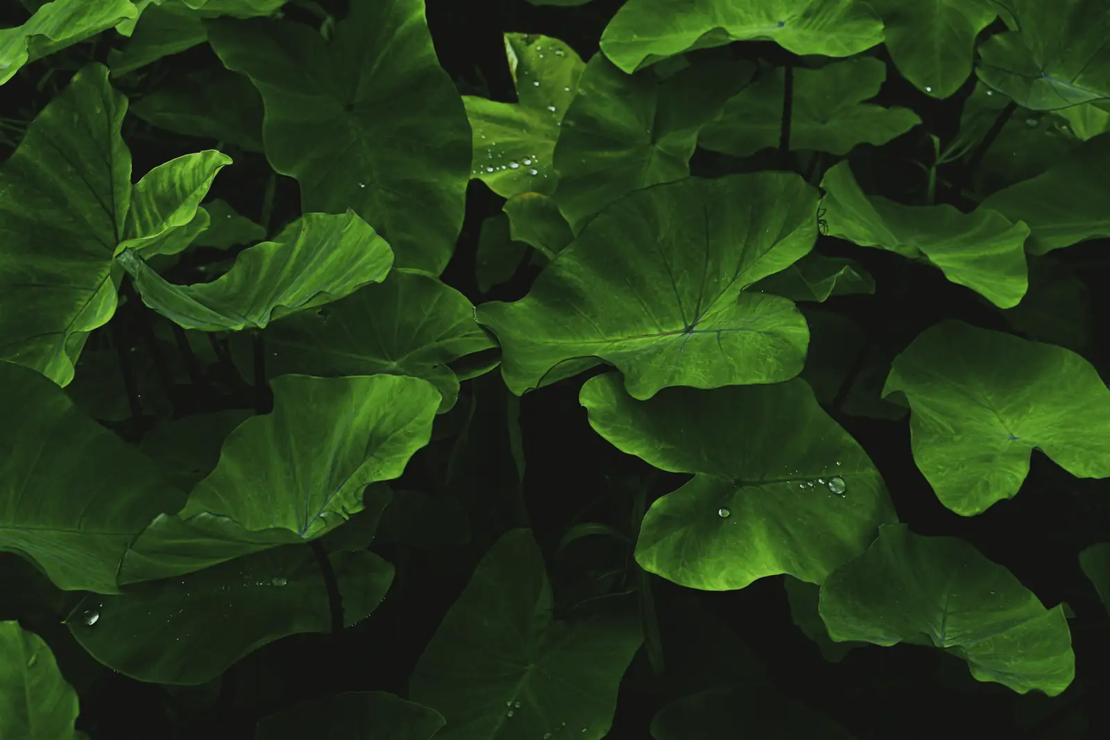 Giant Taro leaves close-up