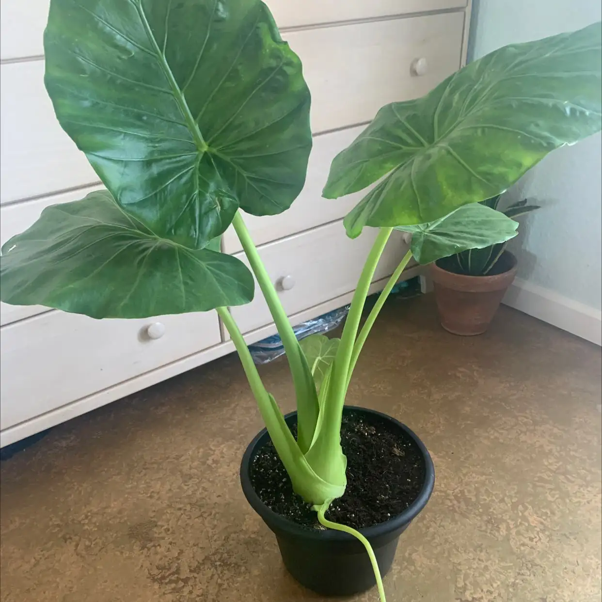 Giant Taro indoor placement