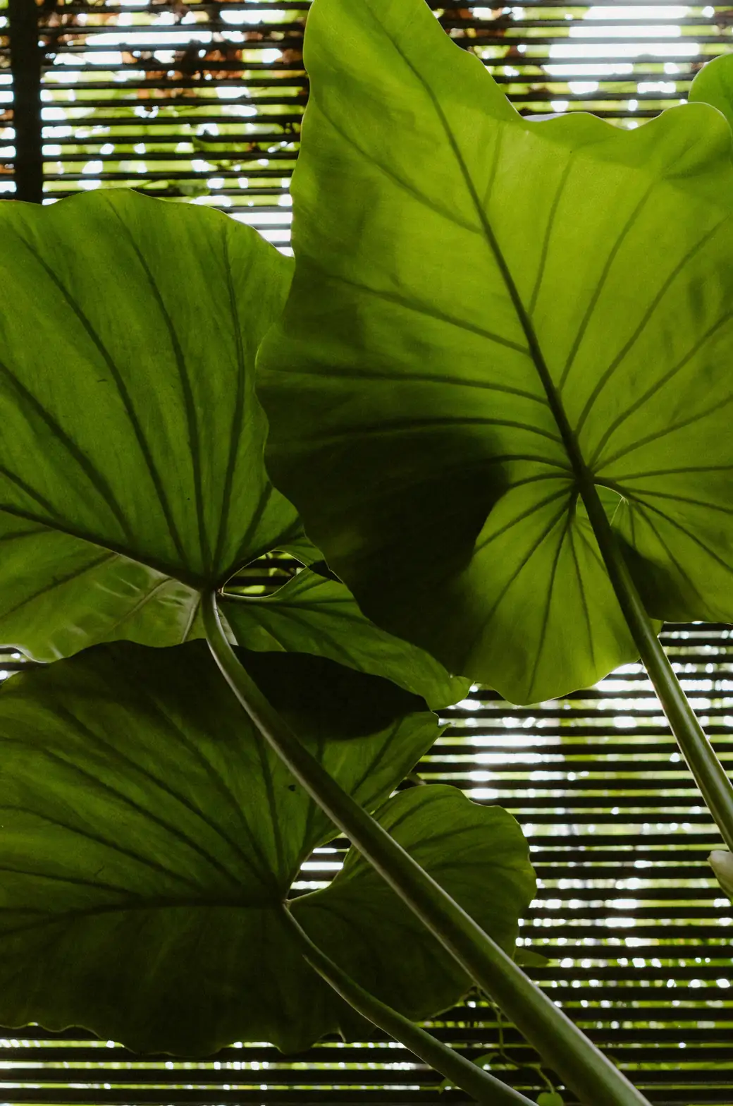 The Quirky World of Giant Taro: Fun Facts About Your Favorite Elephant Ear