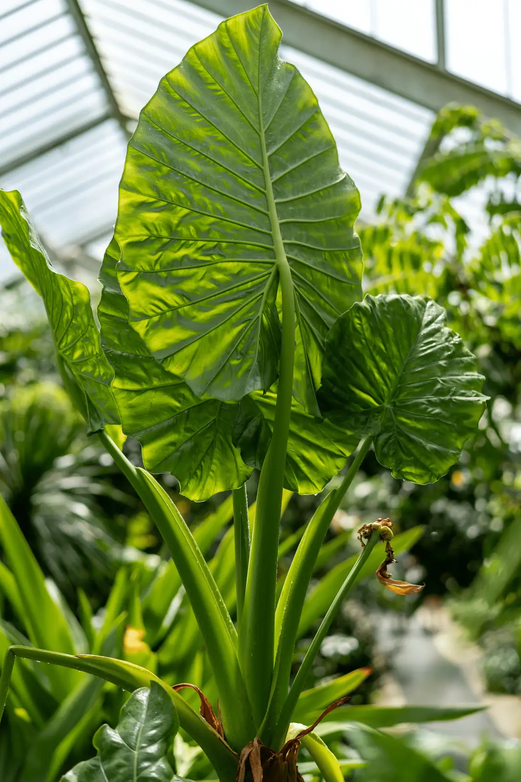 giant taro flower bloom