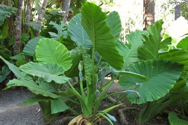 The Symbolic Leaf: Understanding the Cultural Significance of Alocasia macrorrhizos