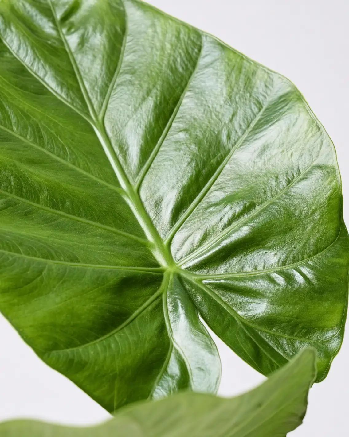 giant taro leaves close-up