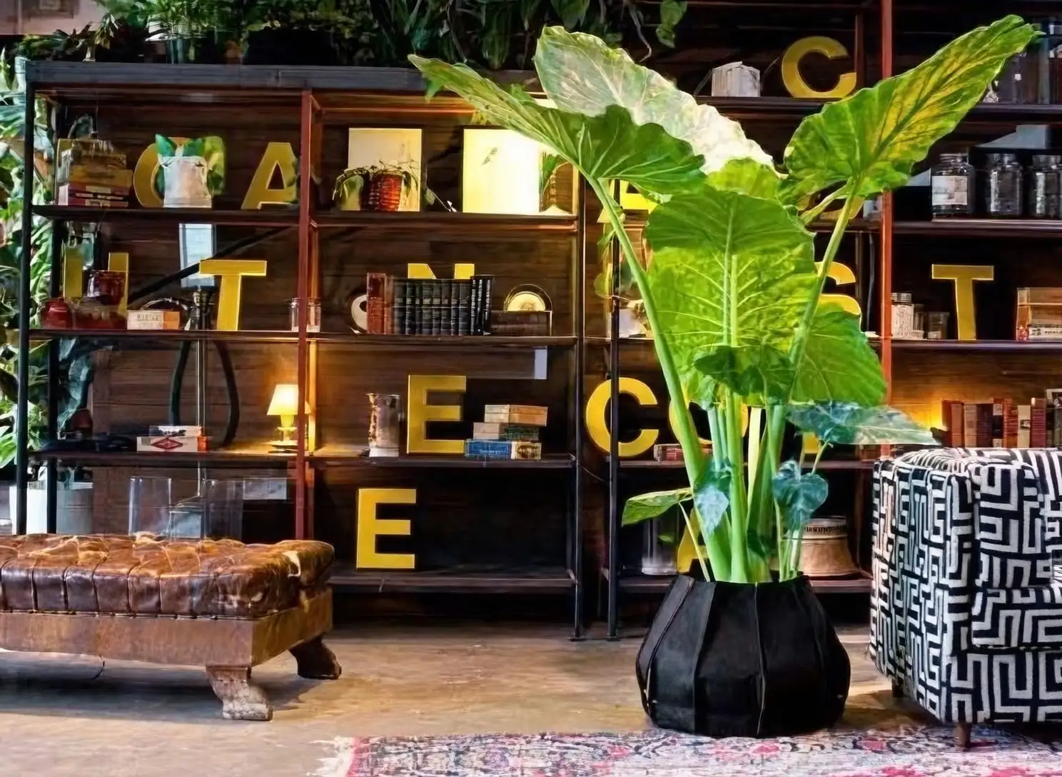 Room with an Elephant Ear: Interior Design Tips Using Giant Taro