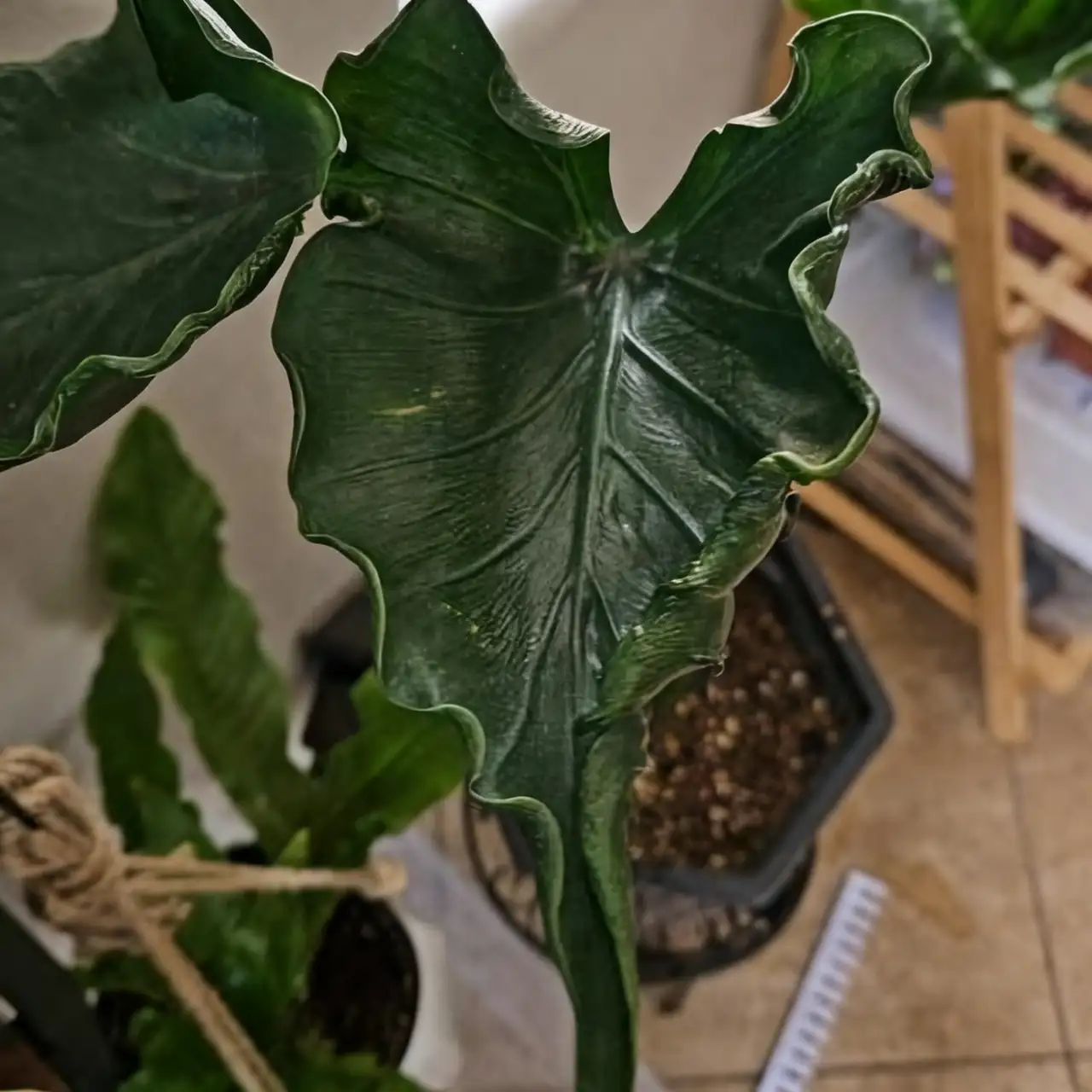 alocasia macrorrhizos living room corner
