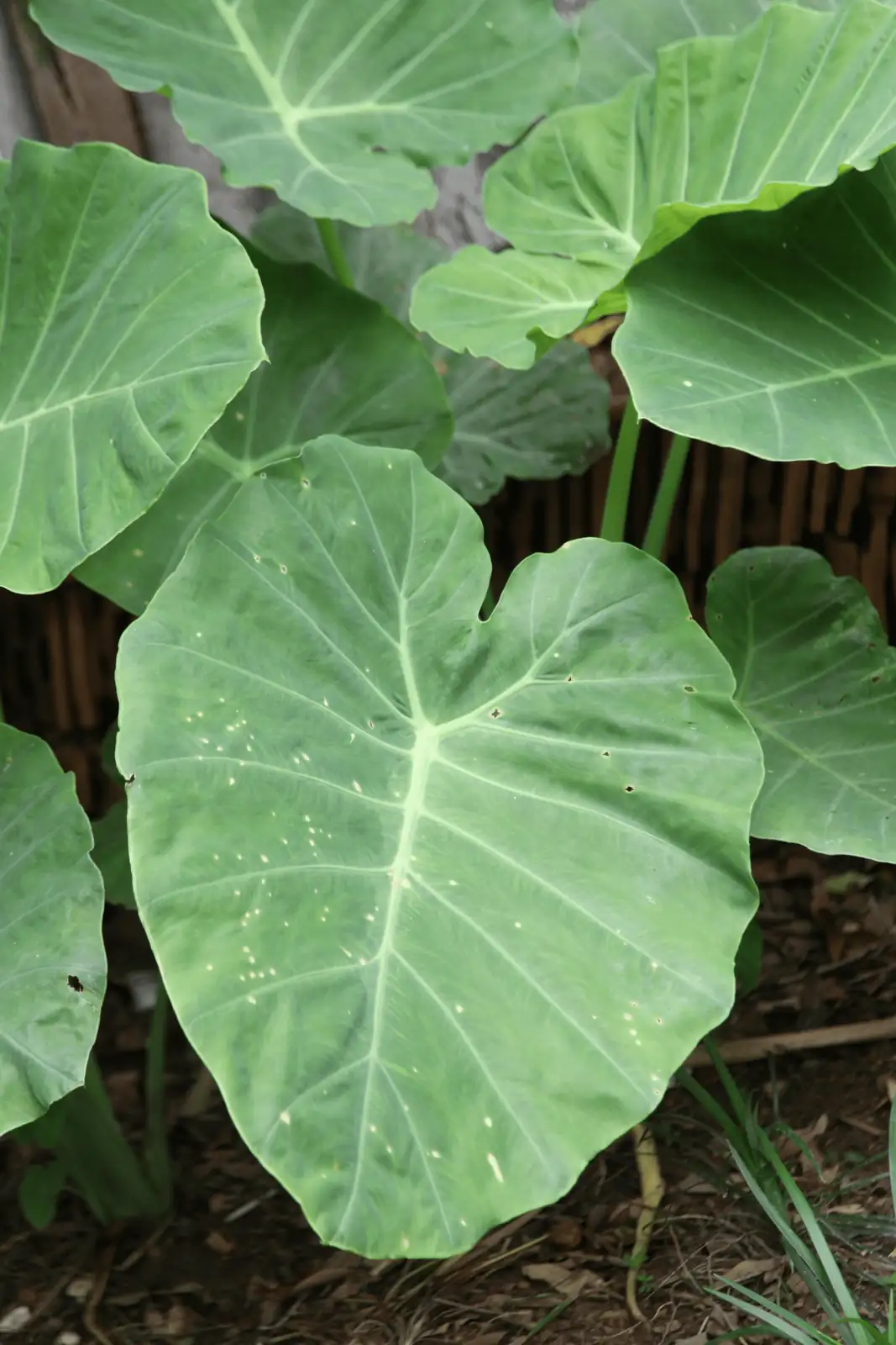Propagation Masterclass: Growing New Giant Taros from Division