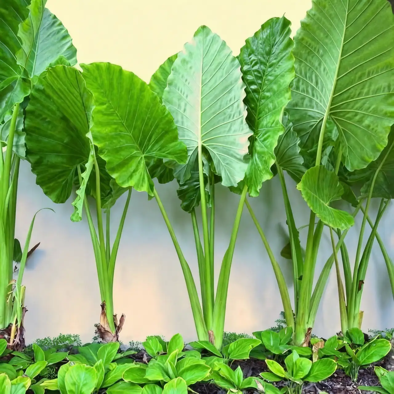 giant taro and ferns together