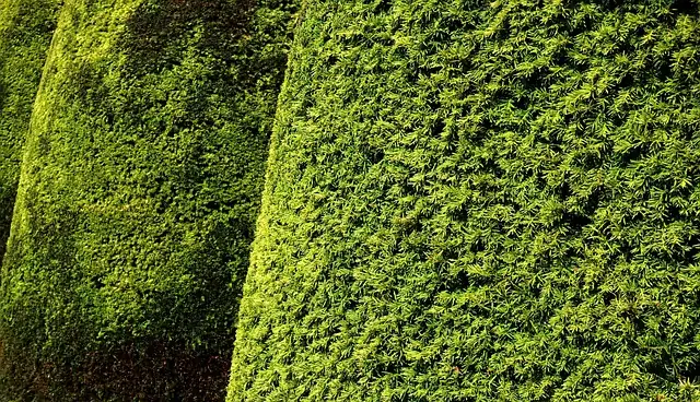Boxwood’s Battle: Identifying and Conquering Common Pests and Diseases