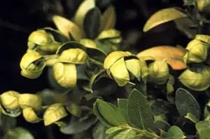 boxwood psyllid infestation