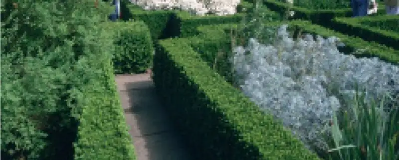 From Ancient Gardens to Modern Yards: The Rich History of Boxwood