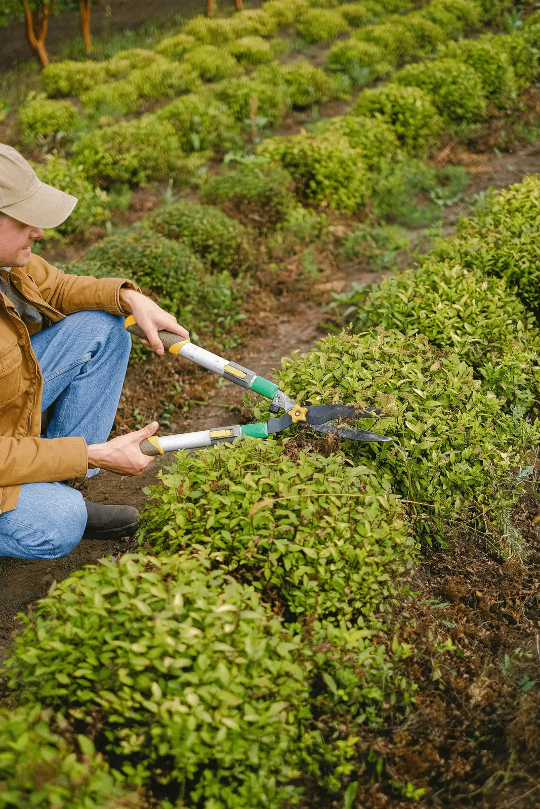 Boxwood Curiosities: The Evergreen That Sinks in Water!