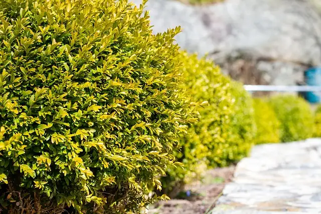 boxwood flowers close-up