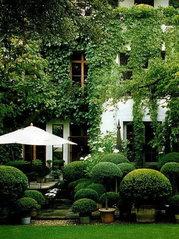boxwood at entrance temple