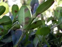 boxwood plant close-up leaves