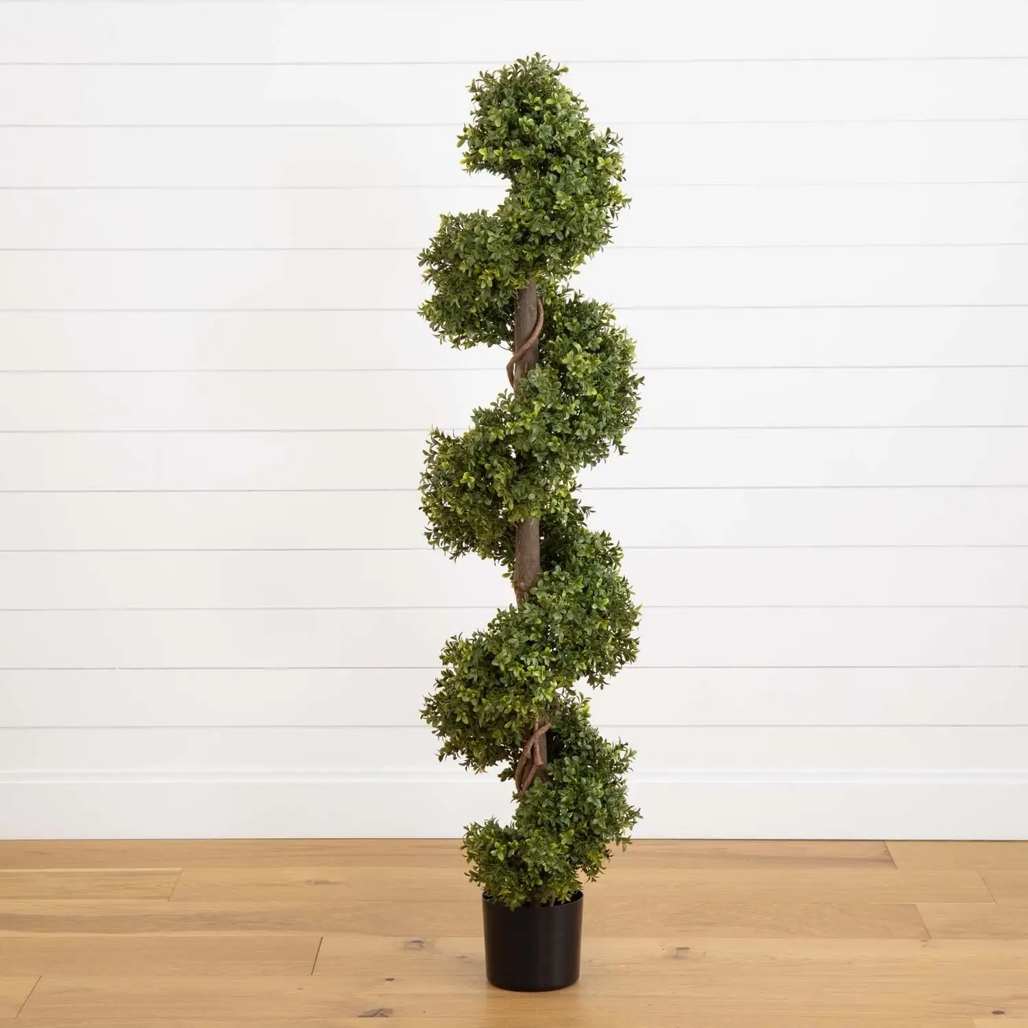 boxwood spiral topiary creation