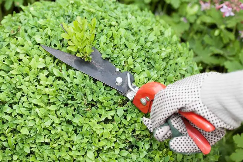 boxwood stem cutting tools