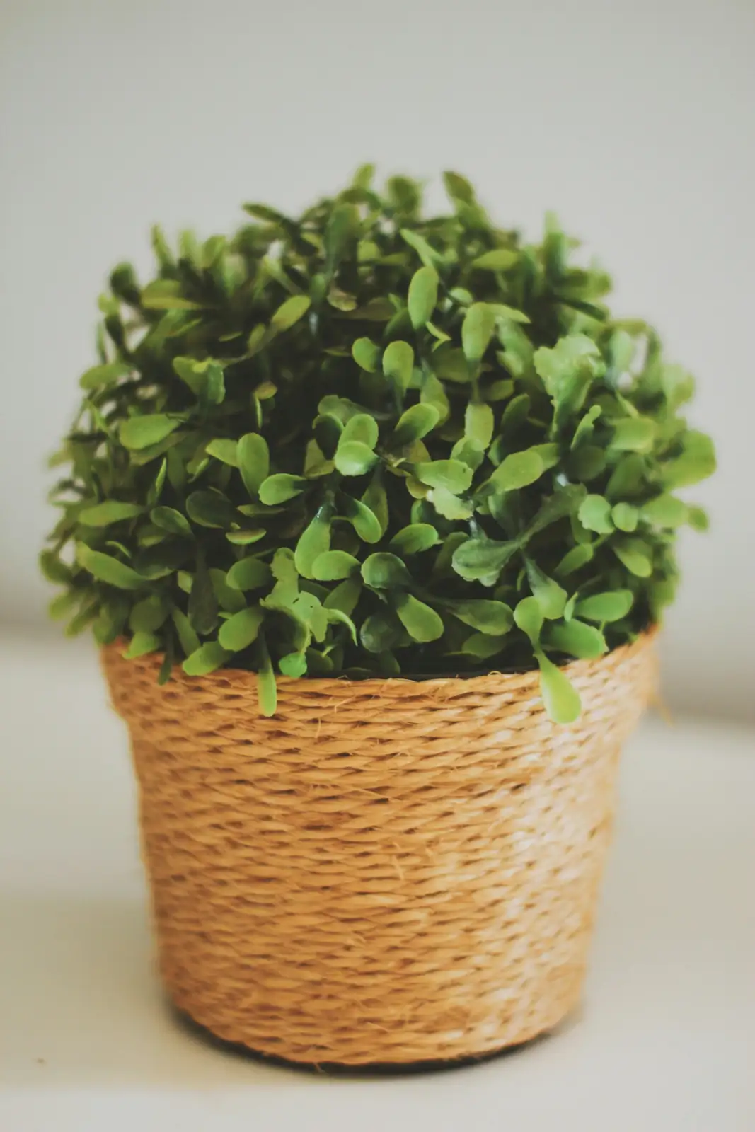boxwood cuttings in pot