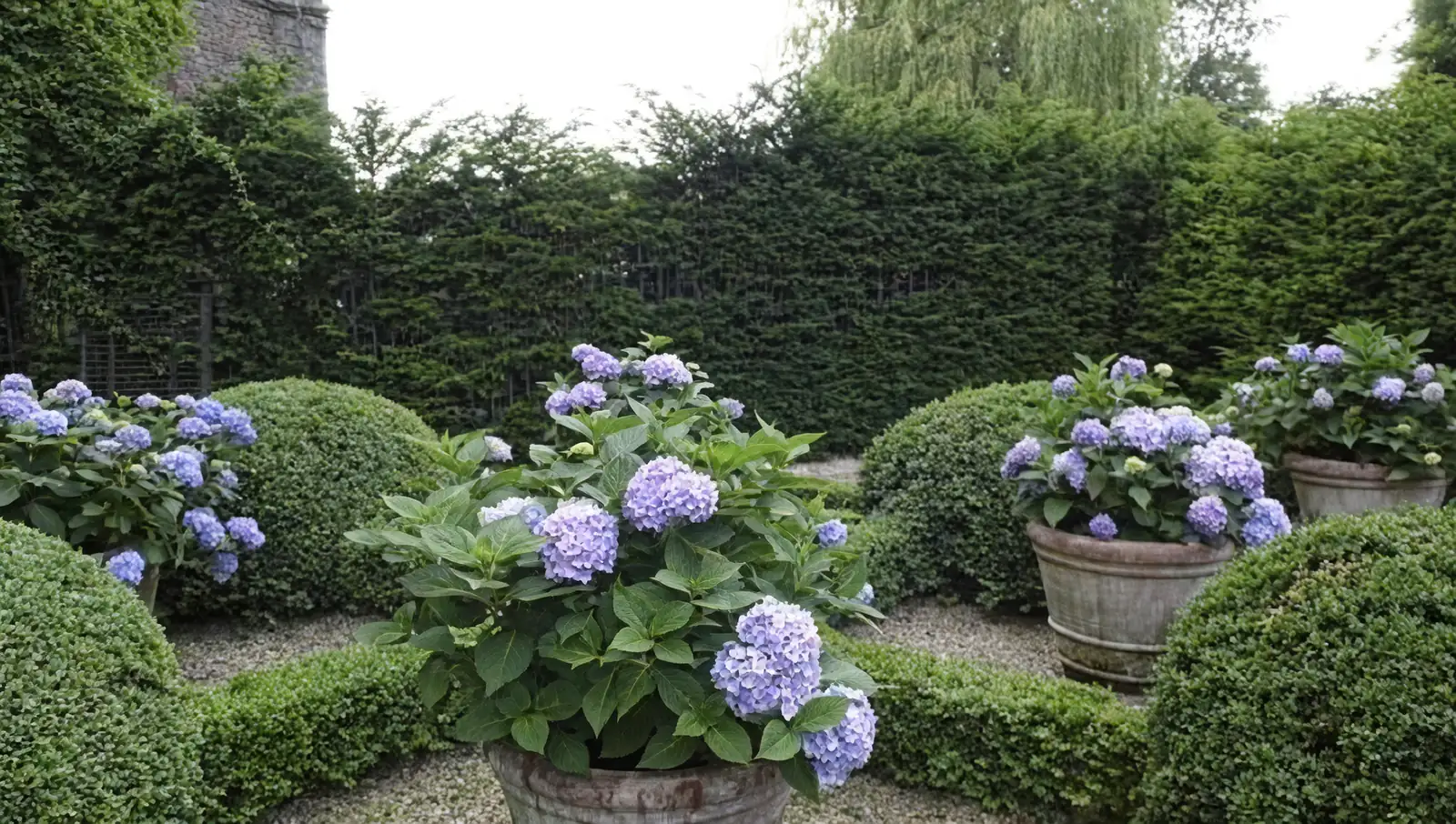 hydrangeas with boxwood