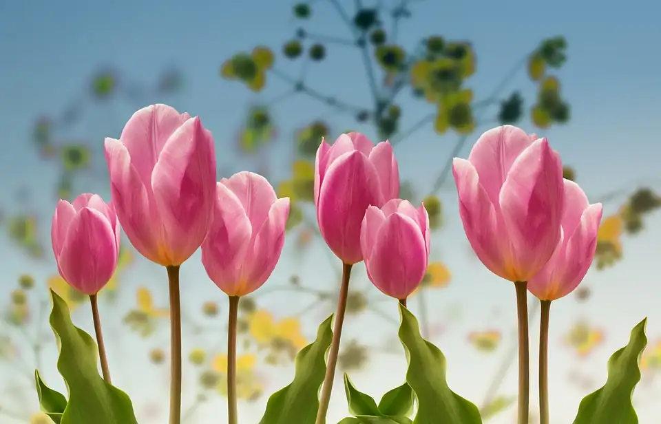 tulips with boxwood spring garden