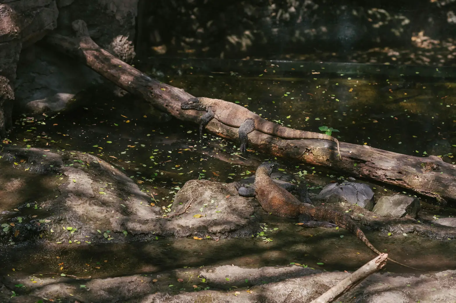 dragon tree natural habitat