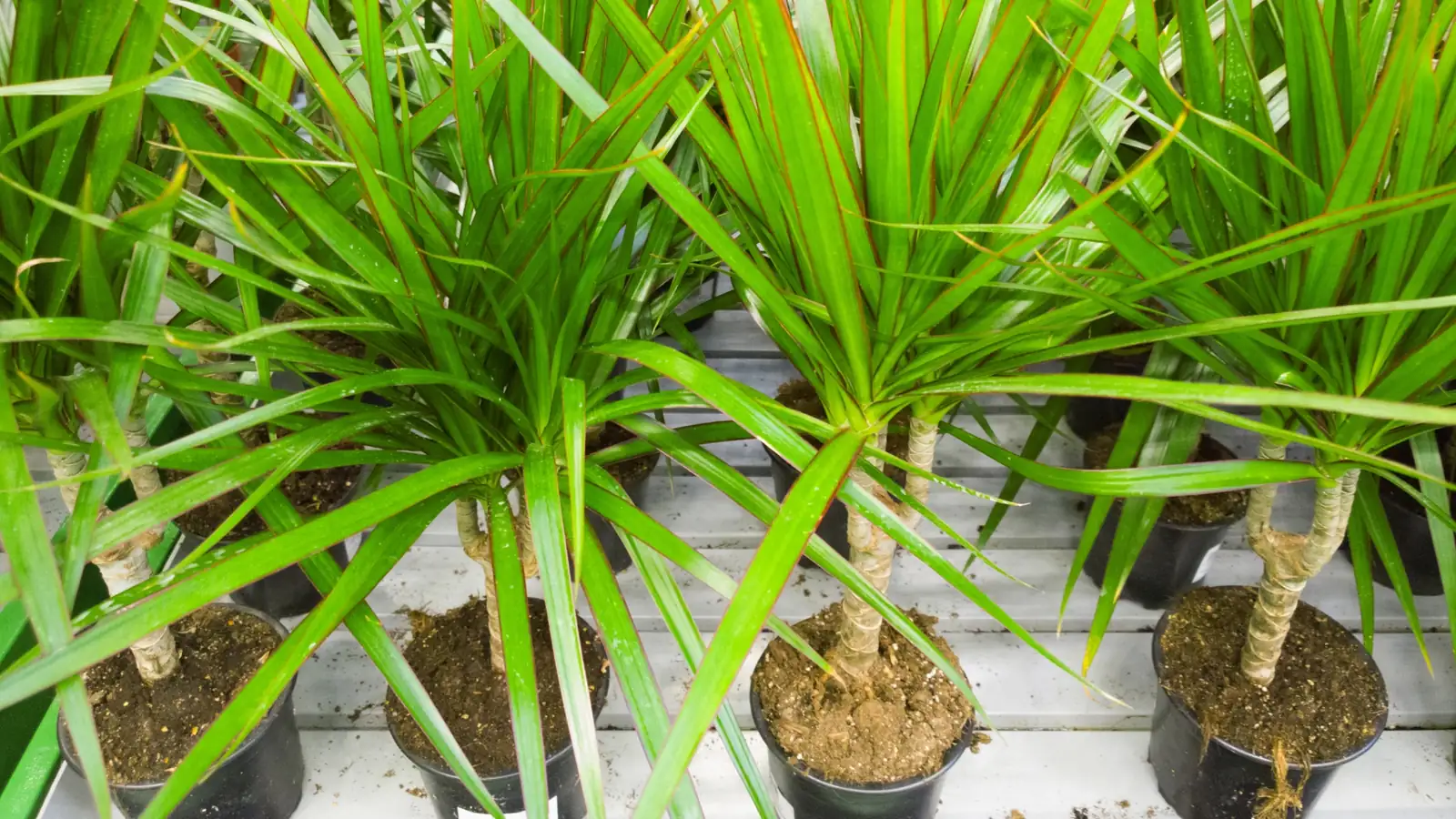 dragon tree indoor humidity care