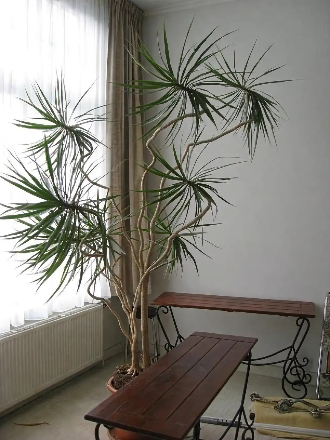 Trouble in Paradise: Banishing Pests from Your Dragon Tree