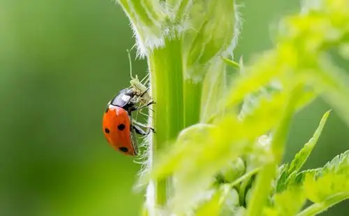 ladybugs on plant