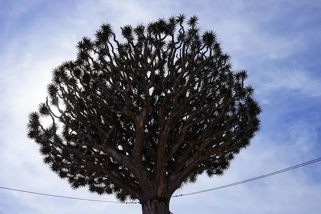 From Myth to Modern Marvel: The Legendary Tale of the Dragon Tree