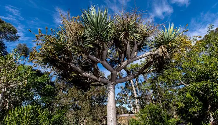 Dragon Tree trunk and canopy close-up