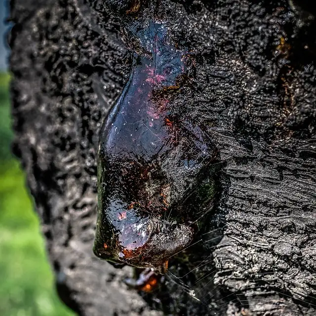 Dragon Tree resin oozing from bark