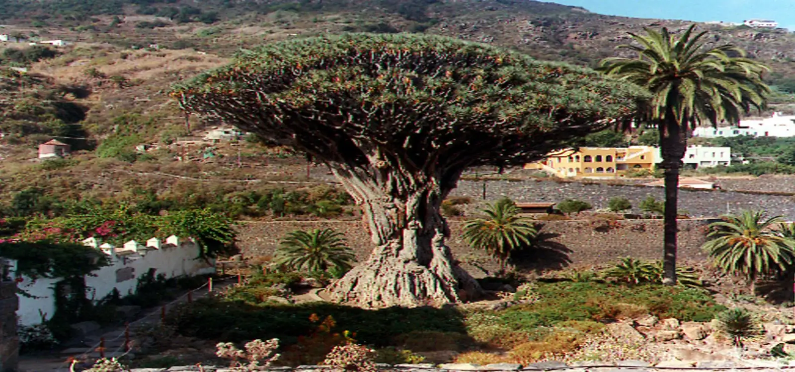 Drago Milenario in Tenerife