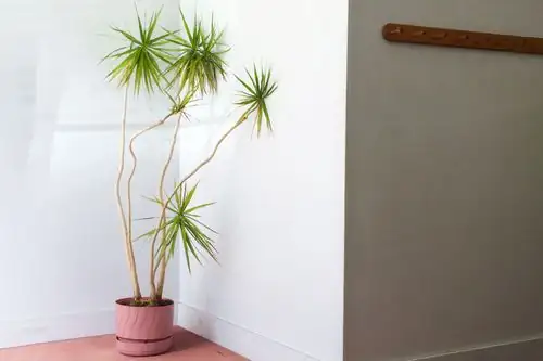 Indoor Dragon Tree in bright room