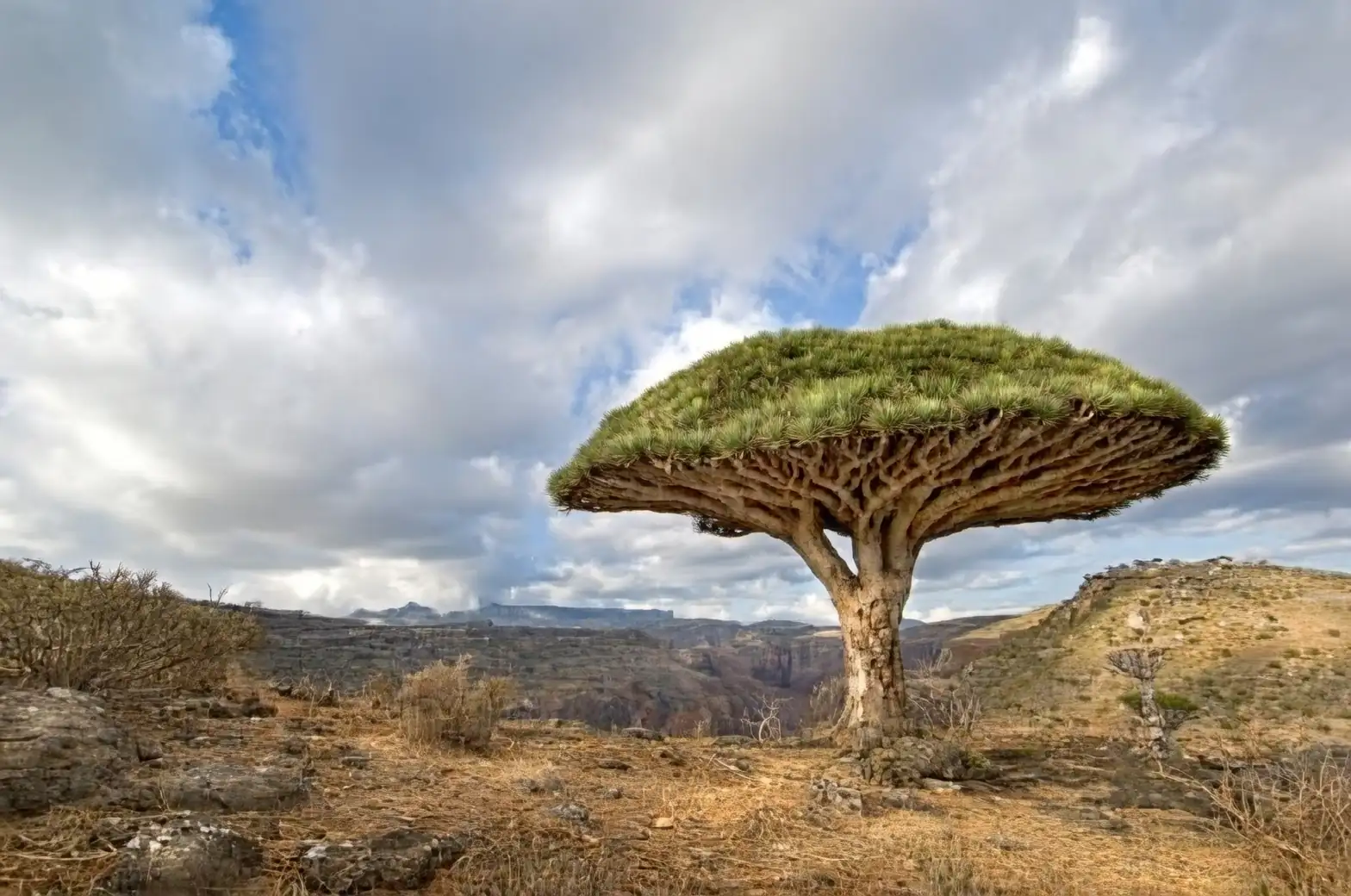dragon tree fog capture