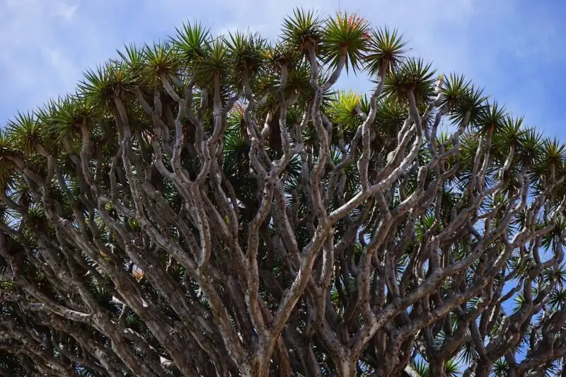 The Dragon Tree’s Hidden Meanings: A Journey Through Symbolism