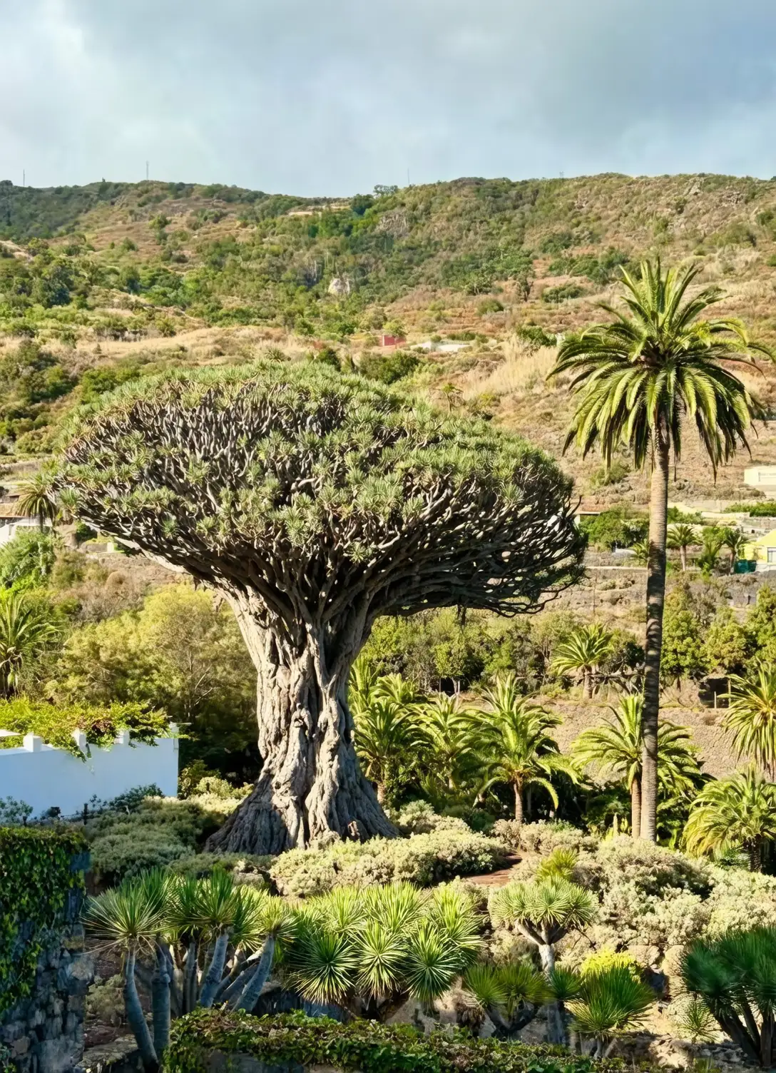El Drago Milenario Tenerife