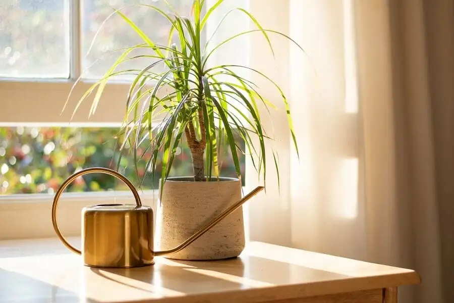 dragon tree indoor pot