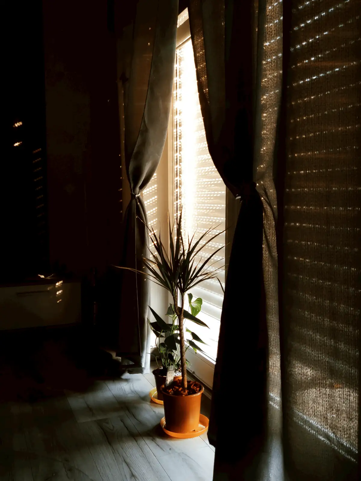 dragon tree office window
