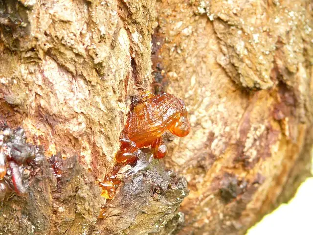 dragon tree resin close-up