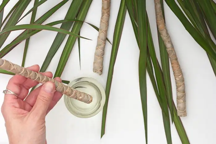 dragon tree cutting potting