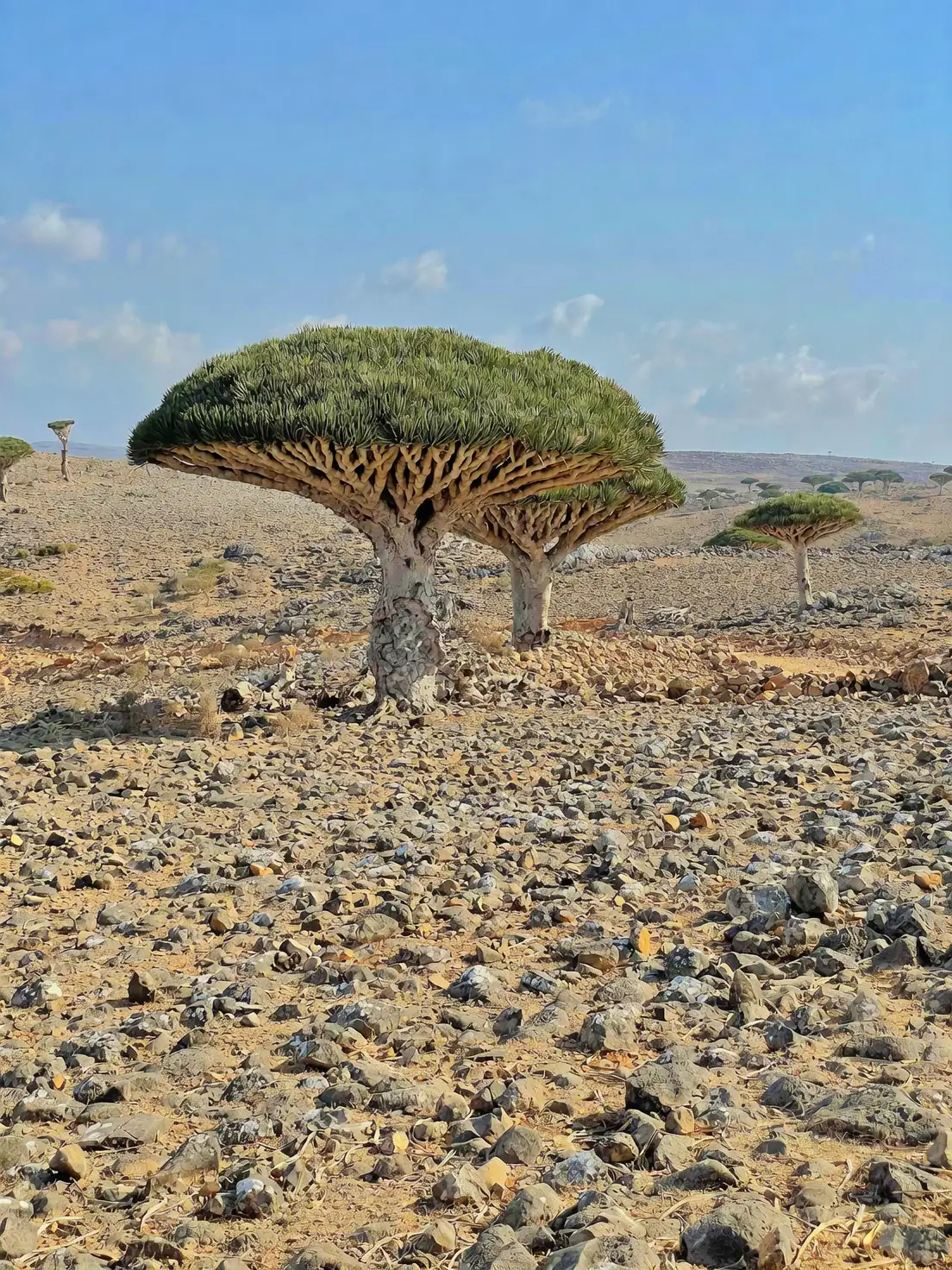 The Perfect Pair: Companion Plants for Your Dragon Tree Garden