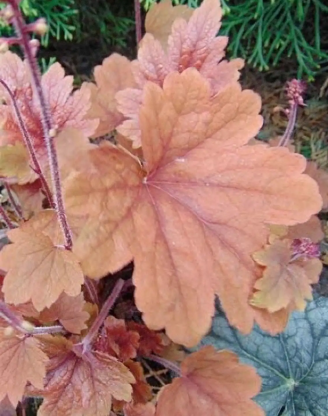 coral bells under dragon tree