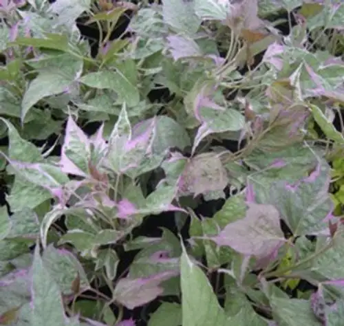 sweet potato vine trailing effect