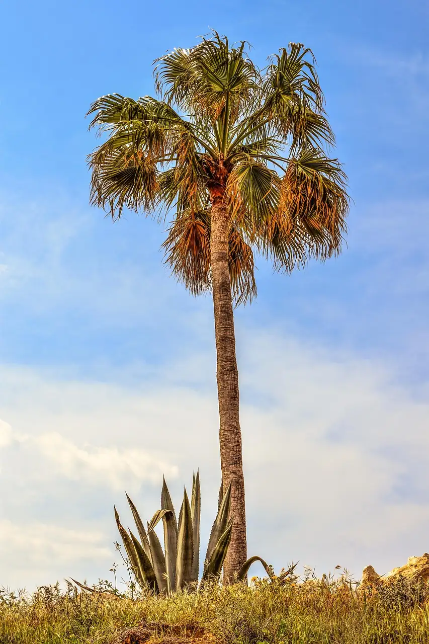 aloe vera near dragon tree