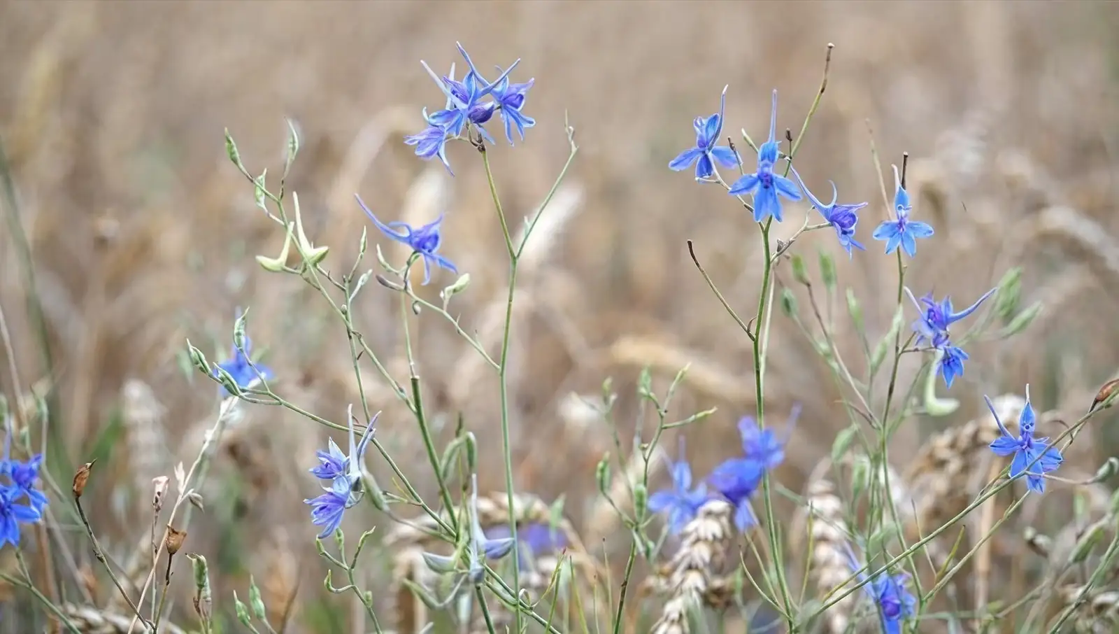 delphinium division process