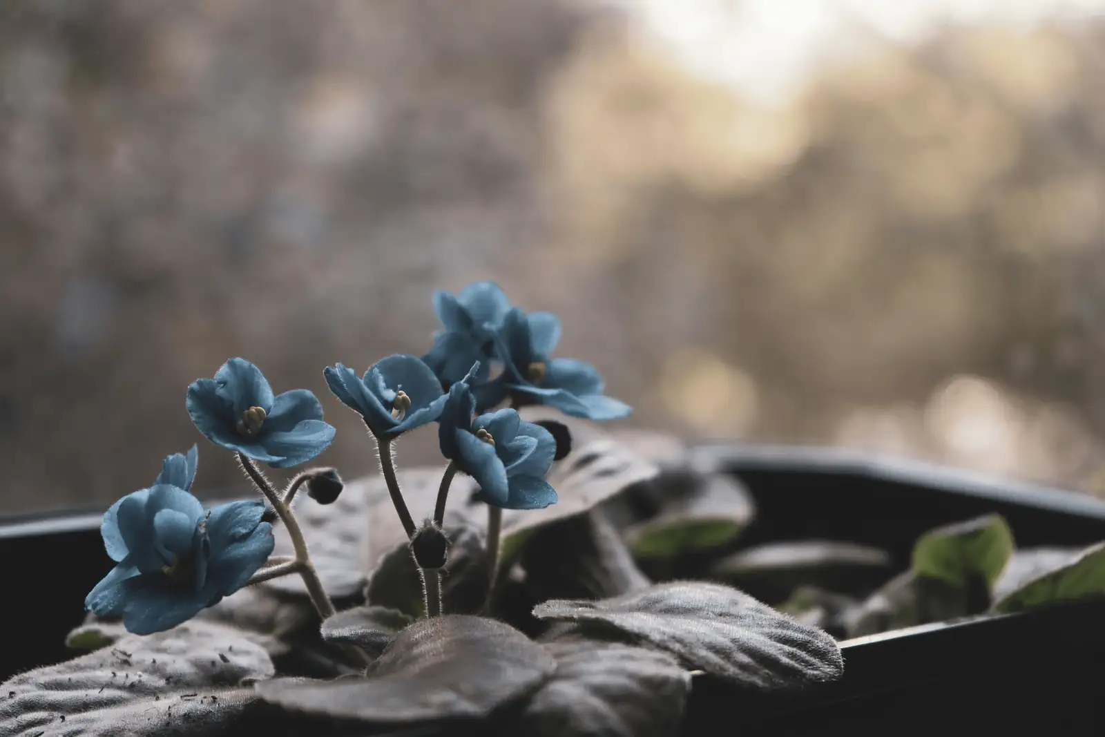 Master the Art of African Violet Care: Tips for Year-Round Blooms