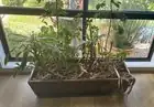 african violet east-facing window