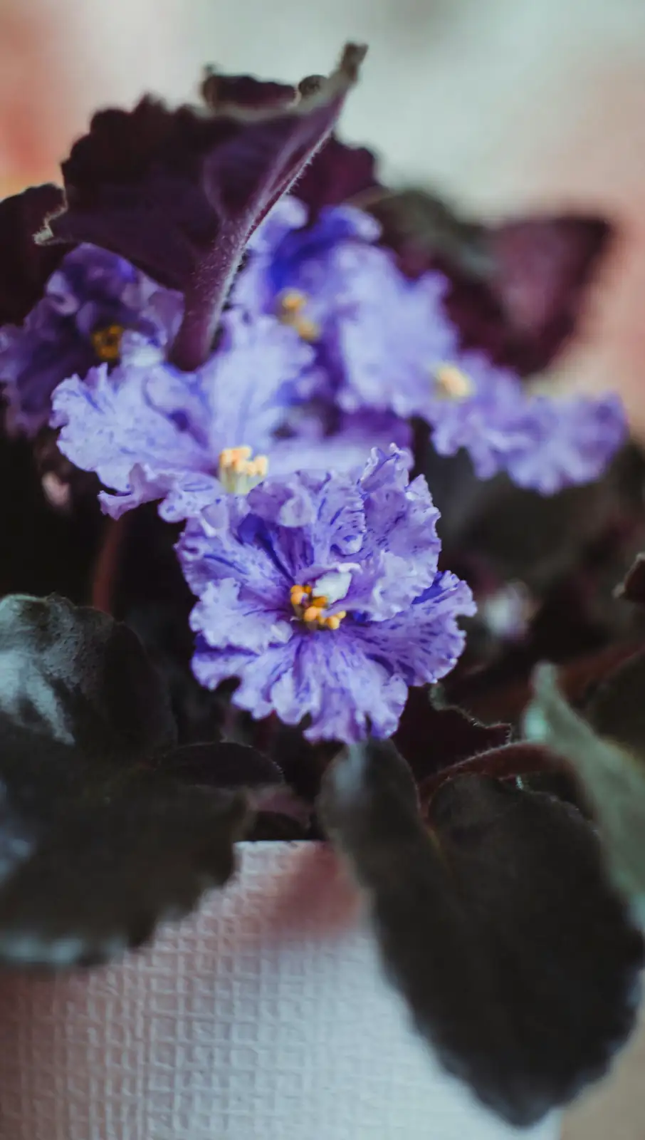 african violet indoor temperature monitor